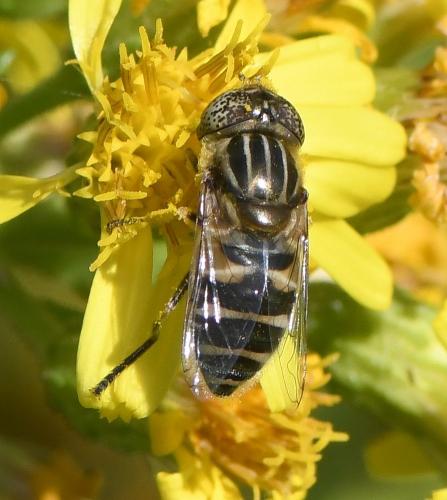 Réf. 241 961 : Eristalinus megacephalus